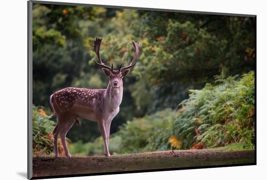 Fallow Deer (Dama Dama) in an Autumnal Forest, Bradgate, England, United Kingdom, Europe-Karen Deakin-Mounted Photographic Print