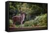 Fallow Deer (Dama Dama) in an Autumnal Forest, Bradgate, England, United Kingdom, Europe-Karen Deakin-Framed Stretched Canvas