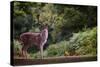 Fallow Deer (Dama Dama) in an Autumnal Forest, Bradgate, England, United Kingdom, Europe-Karen Deakin-Stretched Canvas