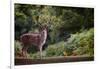 Fallow Deer (Dama Dama) in an Autumnal Forest, Bradgate, England, United Kingdom, Europe-Karen Deakin-Framed Photographic Print