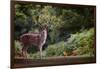 Fallow Deer (Dama Dama) in an Autumnal Forest, Bradgate, England, United Kingdom, Europe-Karen Deakin-Framed Photographic Print