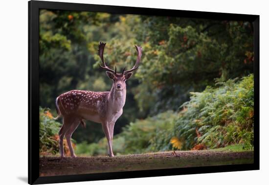 Fallow Deer (Dama Dama) in an Autumnal Forest, Bradgate, England, United Kingdom, Europe-Karen Deakin-Framed Photographic Print