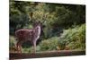 Fallow Deer (Dama Dama) in an Autumnal Forest, Bradgate, England, United Kingdom, Europe-Karen Deakin-Mounted Premium Photographic Print