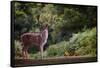 Fallow Deer (Dama Dama) in an Autumnal Forest, Bradgate, England, United Kingdom, Europe-Karen Deakin-Framed Stretched Canvas