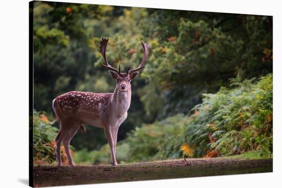 Fallow Deer (Dama Dama) in an Autumnal Forest, Bradgate, England, United Kingdom, Europe-Karen Deakin-Stretched Canvas