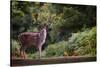 Fallow Deer (Dama Dama) in an Autumnal Forest, Bradgate, England, United Kingdom, Europe-Karen Deakin-Stretched Canvas