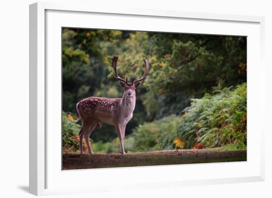 Fallow Deer (Dama Dama) in an Autumnal Forest, Bradgate, England, United Kingdom, Europe-Karen Deakin-Framed Photographic Print