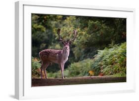 Fallow Deer (Dama Dama) in an Autumnal Forest, Bradgate, England, United Kingdom, Europe-Karen Deakin-Framed Photographic Print