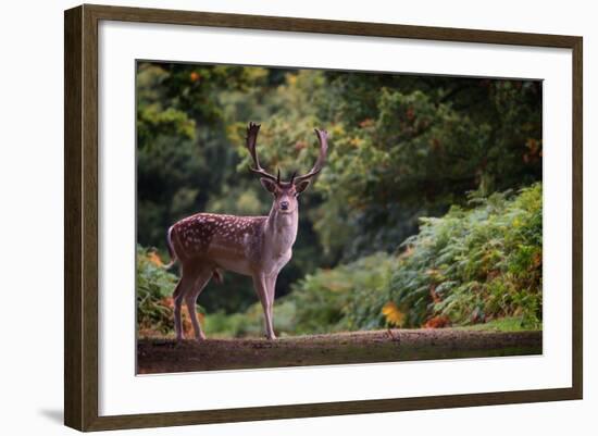 Fallow Deer (Dama Dama) in an Autumnal Forest, Bradgate, England, United Kingdom, Europe-Karen Deakin-Framed Photographic Print