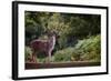 Fallow Deer (Dama Dama) in an Autumnal Forest, Bradgate, England, United Kingdom, Europe-Karen Deakin-Framed Photographic Print