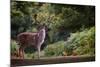 Fallow Deer (Dama Dama) in an Autumnal Forest, Bradgate, England, United Kingdom, Europe-Karen Deakin-Mounted Photographic Print