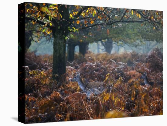 Fallow Deer, Dama Dama, Making their Way Through Autumn Foliage-Alex Saberi-Stretched Canvas