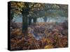 Fallow Deer, Dama Dama, Making their Way Through Autumn Foliage-Alex Saberi-Stretched Canvas