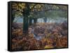 Fallow Deer, Dama Dama, Making their Way Through Autumn Foliage-Alex Saberi-Framed Stretched Canvas