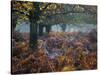 Fallow Deer, Dama Dama, Making their Way Through Autumn Foliage-Alex Saberi-Stretched Canvas