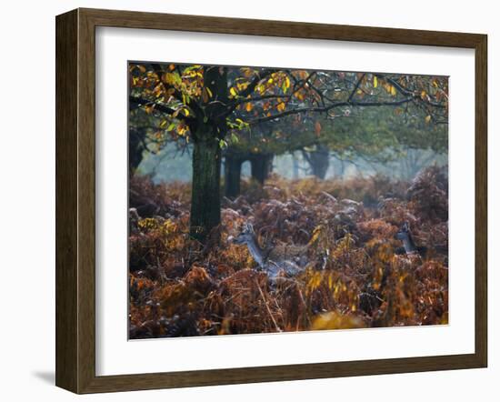 Fallow Deer, Dama Dama, Making their Way Through Autumn Foliage-Alex Saberi-Framed Photographic Print