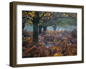 Fallow Deer, Dama Dama, Making their Way Through Autumn Foliage-Alex Saberi-Framed Photographic Print