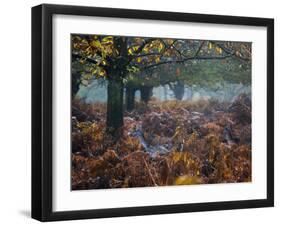 Fallow Deer, Dama Dama, Making their Way Through Autumn Foliage-Alex Saberi-Framed Photographic Print