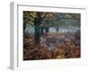 Fallow Deer, Dama Dama, Making their Way Through Autumn Foliage-Alex Saberi-Framed Photographic Print