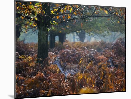 Fallow Deer, Dama Dama, Making their Way Through Autumn Foliage-Alex Saberi-Mounted Photographic Print