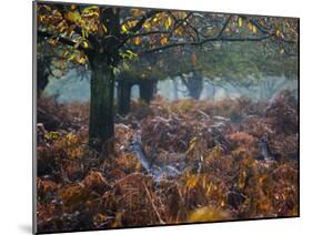 Fallow Deer, Dama Dama, Making their Way Through Autumn Foliage-Alex Saberi-Mounted Photographic Print