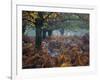 Fallow Deer, Dama Dama, Making their Way Through Autumn Foliage-Alex Saberi-Framed Photographic Print