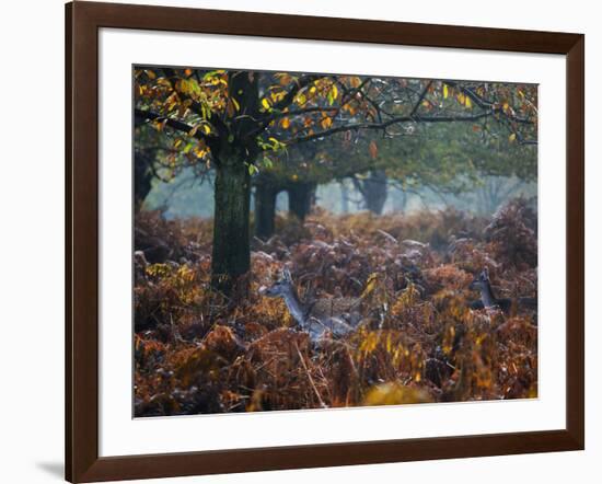 Fallow Deer, Dama Dama, Making their Way Through Autumn Foliage-Alex Saberi-Framed Photographic Print