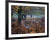 Fallow Deer, Dama Dama, Making their Way Through Autumn Foliage-Alex Saberi-Framed Photographic Print