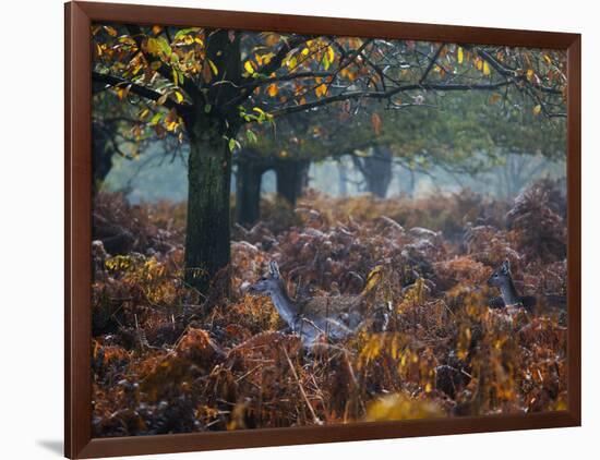 Fallow Deer, Dama Dama, Making their Way Through Autumn Foliage-Alex Saberi-Framed Photographic Print