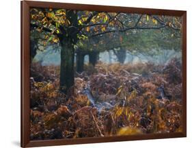 Fallow Deer, Dama Dama, Making their Way Through Autumn Foliage-Alex Saberi-Framed Photographic Print