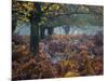 Fallow Deer, Dama Dama, Making their Way Through Autumn Foliage-Alex Saberi-Mounted Photographic Print