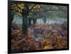 Fallow Deer, Dama Dama, Making their Way Through Autumn Foliage-Alex Saberi-Framed Photographic Print