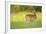 Fallow Deer (Dama Dama) Male, Studen Kladenets Reserve, Eastern Rhodope Mountains-Widstrand-Framed Photographic Print