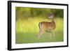 Fallow Deer (Dama Dama) Male, Studen Kladenets Reserve, Eastern Rhodope Mountains-Widstrand-Framed Photographic Print