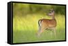 Fallow Deer (Dama Dama) Male, Studen Kladenets Reserve, Eastern Rhodope Mountains-Widstrand-Framed Stretched Canvas
