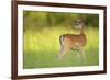 Fallow Deer (Dama Dama) Male, Studen Kladenets Reserve, Eastern Rhodope Mountains-Widstrand-Framed Photographic Print