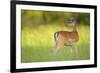 Fallow Deer (Dama Dama) Male, Studen Kladenets Reserve, Eastern Rhodope Mountains-Widstrand-Framed Photographic Print