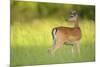Fallow Deer (Dama Dama) Male, Studen Kladenets Reserve, Eastern Rhodope Mountains-Widstrand-Mounted Photographic Print