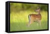 Fallow Deer (Dama Dama) Male, Studen Kladenets Reserve, Eastern Rhodope Mountains-Widstrand-Framed Stretched Canvas