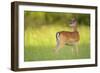 Fallow Deer (Dama Dama) Male, Studen Kladenets Reserve, Eastern Rhodope Mountains-Widstrand-Framed Photographic Print