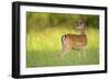 Fallow Deer (Dama Dama) Male, Studen Kladenets Reserve, Eastern Rhodope Mountains-Widstrand-Framed Photographic Print