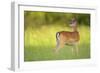 Fallow Deer (Dama Dama) Male, Studen Kladenets Reserve, Eastern Rhodope Mountains-Widstrand-Framed Photographic Print
