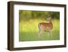 Fallow Deer (Dama Dama) Male, Studen Kladenets Reserve, Eastern Rhodope Mountains-Widstrand-Framed Photographic Print