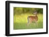 Fallow Deer (Dama Dama) Male, Studen Kladenets Reserve, Eastern Rhodope Mountains-Widstrand-Framed Photographic Print