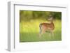 Fallow Deer (Dama Dama) Male, Studen Kladenets Reserve, Eastern Rhodope Mountains-Widstrand-Framed Photographic Print