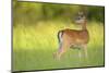 Fallow Deer (Dama Dama) Male, Studen Kladenets Reserve, Eastern Rhodope Mountains-Widstrand-Mounted Photographic Print