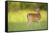 Fallow Deer (Dama Dama) Male, Studen Kladenets Reserve, Eastern Rhodope Mountains-Widstrand-Framed Stretched Canvas