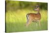 Fallow Deer (Dama Dama) Male, Studen Kladenets Reserve, Eastern Rhodope Mountains-Widstrand-Stretched Canvas