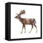 Fallow Deer (Dama Dama), Mammals-Encyclopaedia Britannica-Framed Stretched Canvas