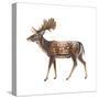 Fallow Deer (Dama Dama), Mammals-Encyclopaedia Britannica-Stretched Canvas